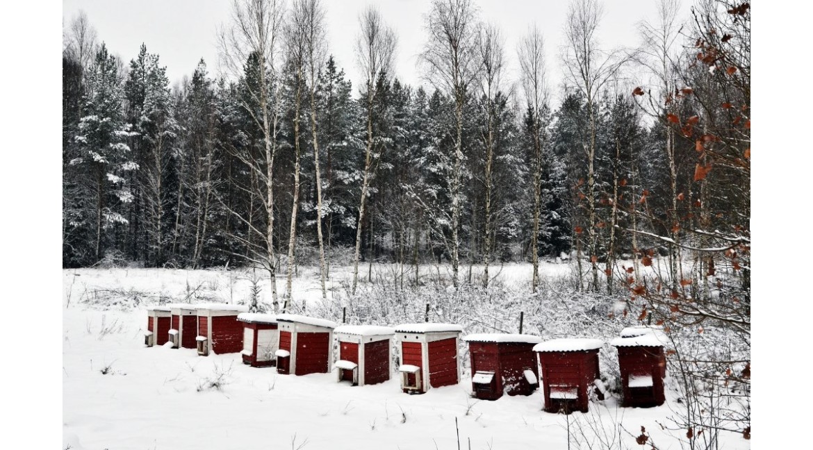 Zima w ulu – co robią pszczoły, gdy spadnie śnieg?